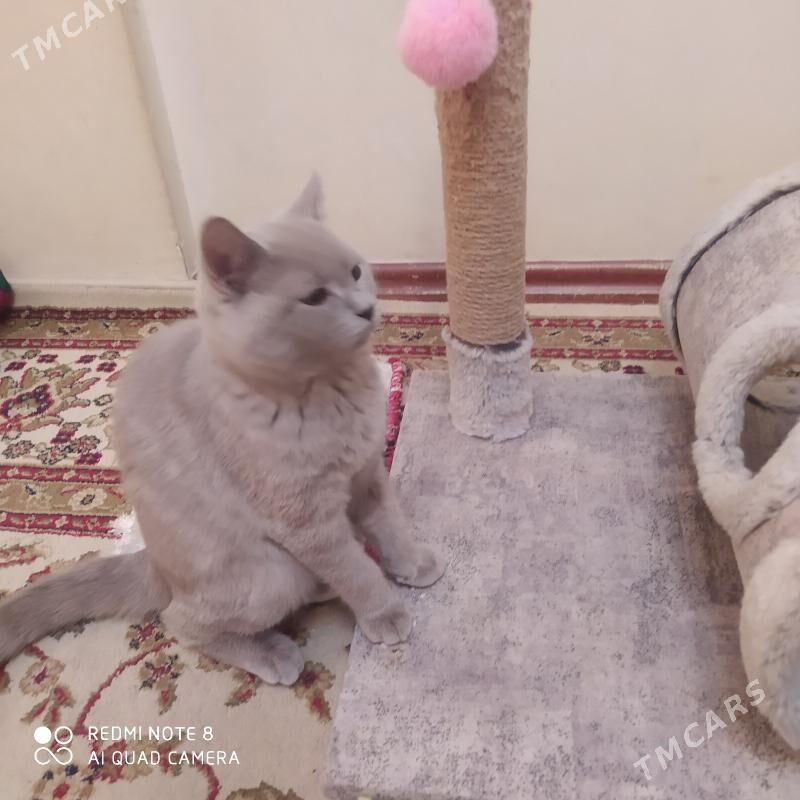 pişikler - Aşgabat - img 2