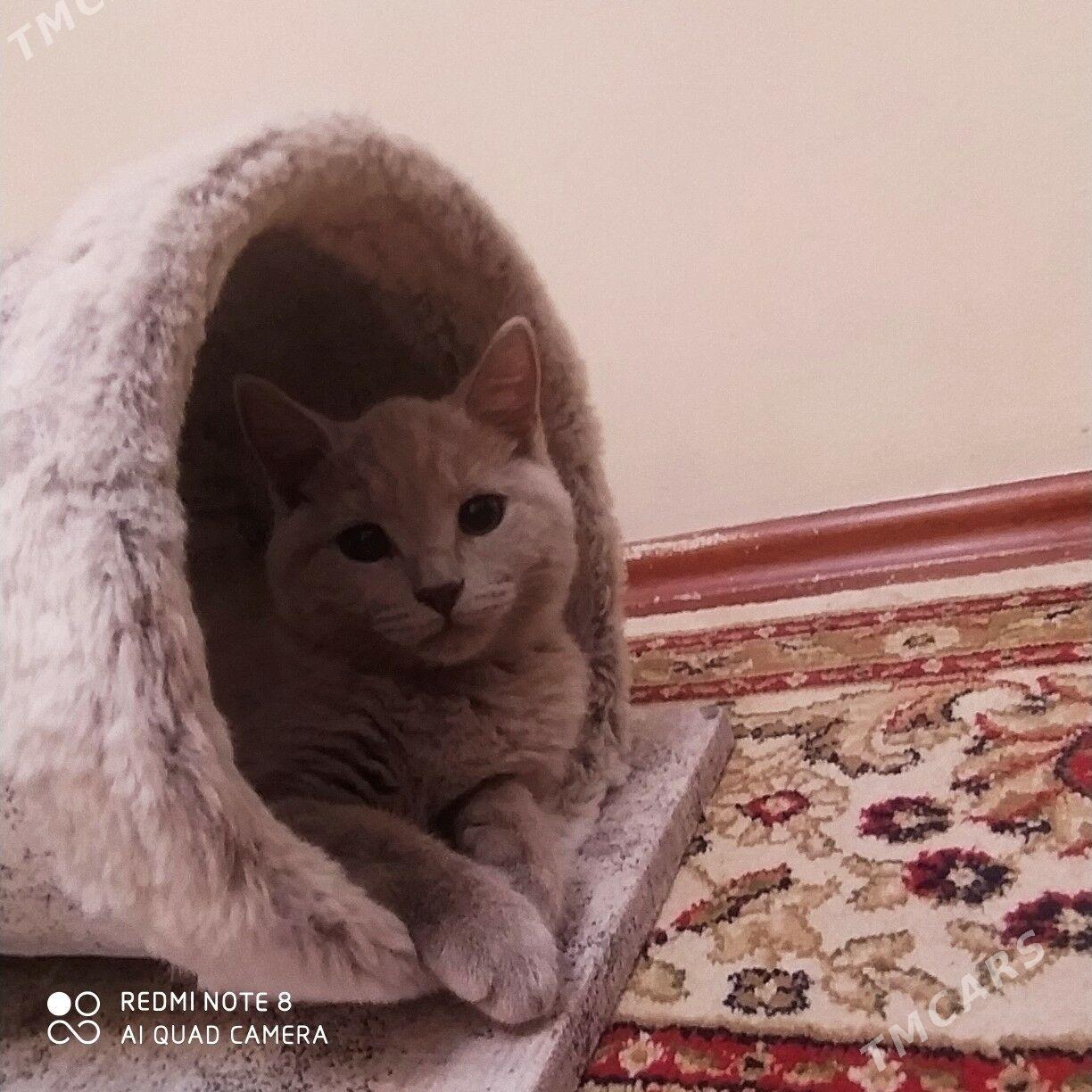 pişikler - Aşgabat - img 8