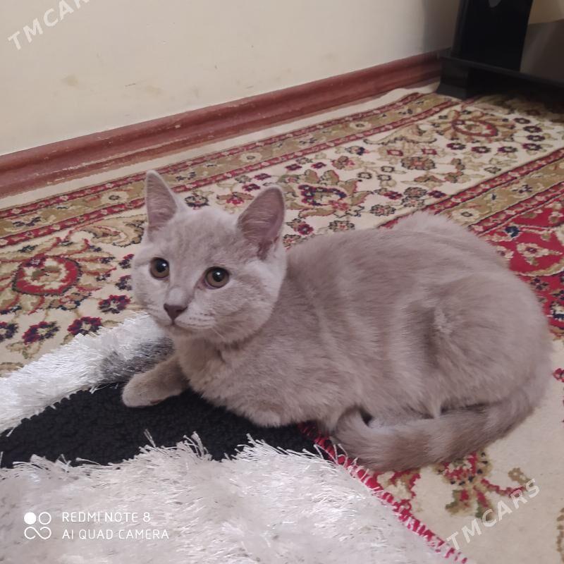 pişikler - Aşgabat - img 7