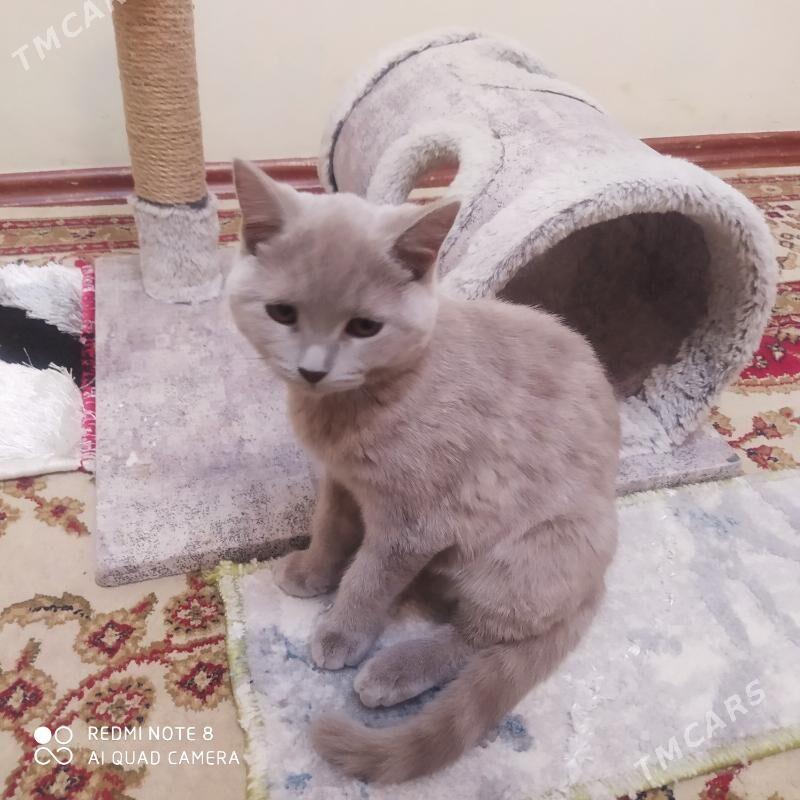 pişikler - Aşgabat - img 3