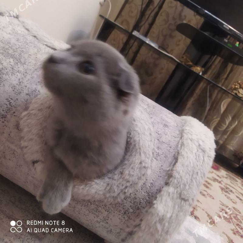 pişikler - Aşgabat - img 5