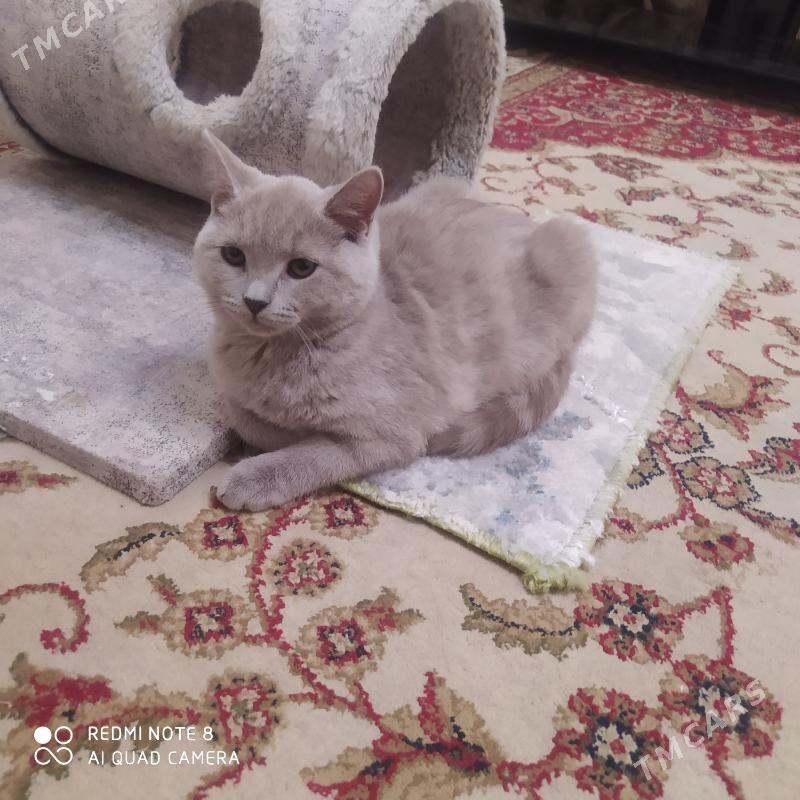 pişikler - Aşgabat - img 4