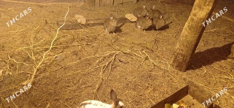 Towşan - Мургап - img 4