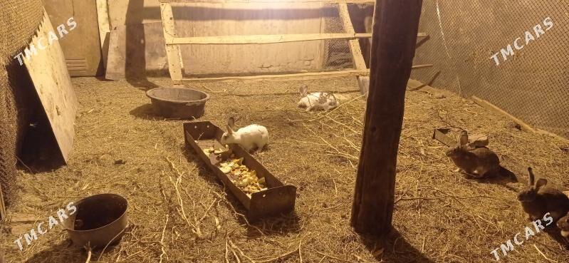 Towşan - Мургап - img 3