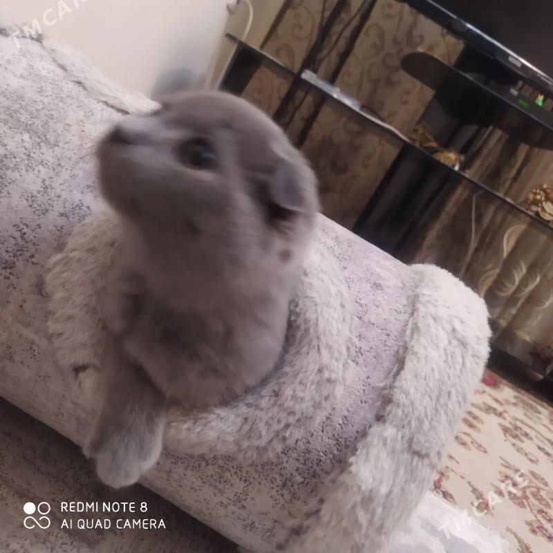 pişikler - Aşgabat - img 9