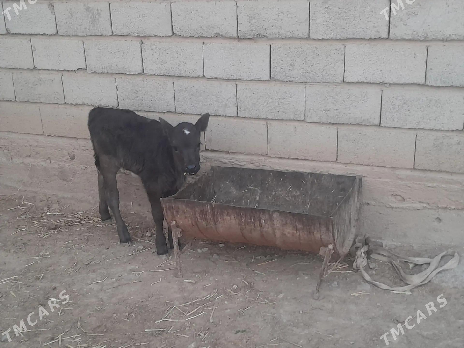 Sygyry - Gyzylarbat - img 4