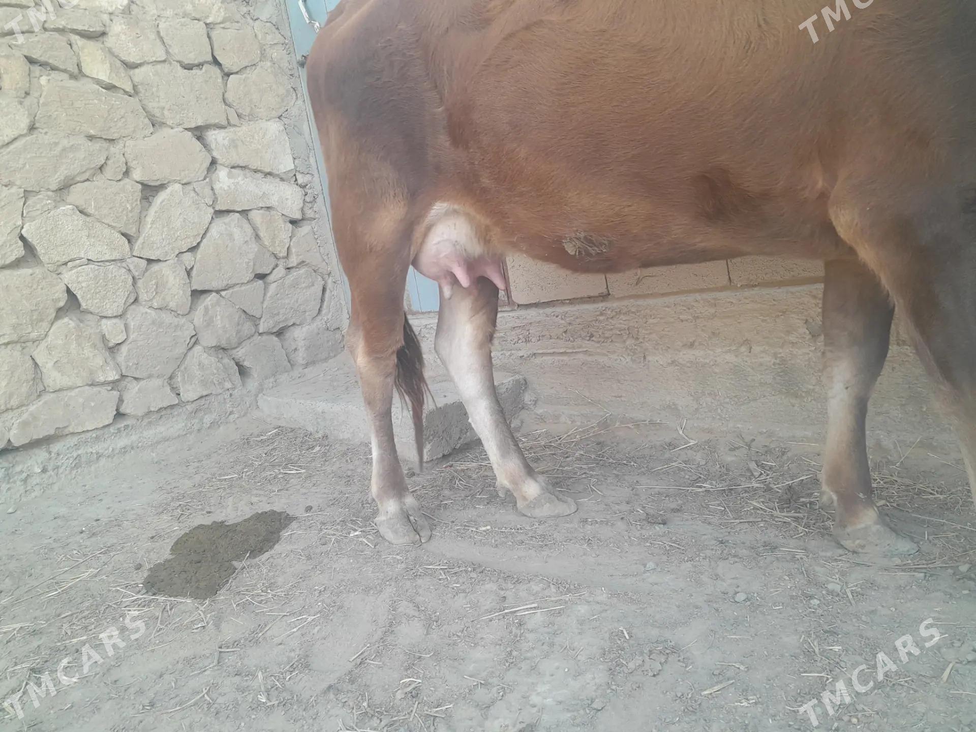 Sygyry - Gyzylarbat - img 1