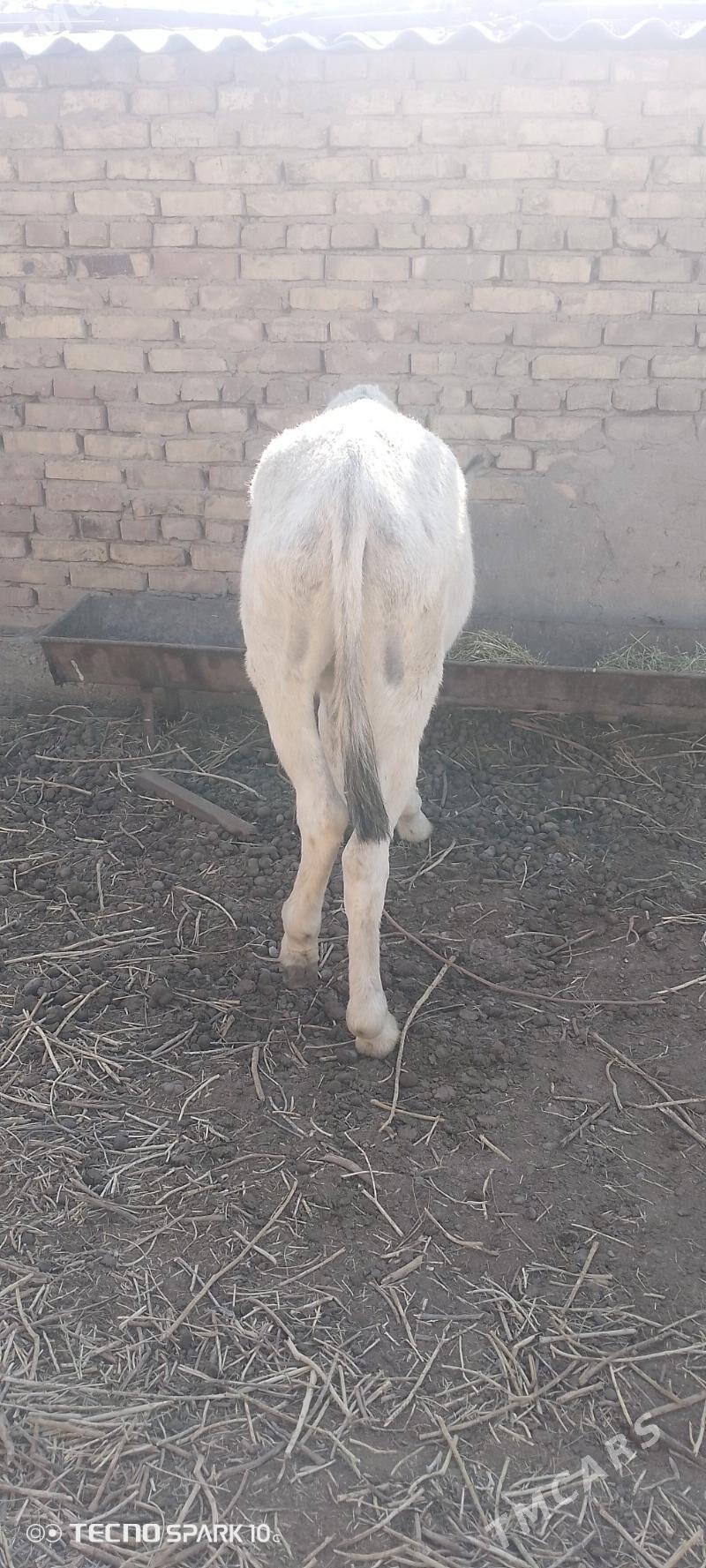 esek - Теджен - img 2