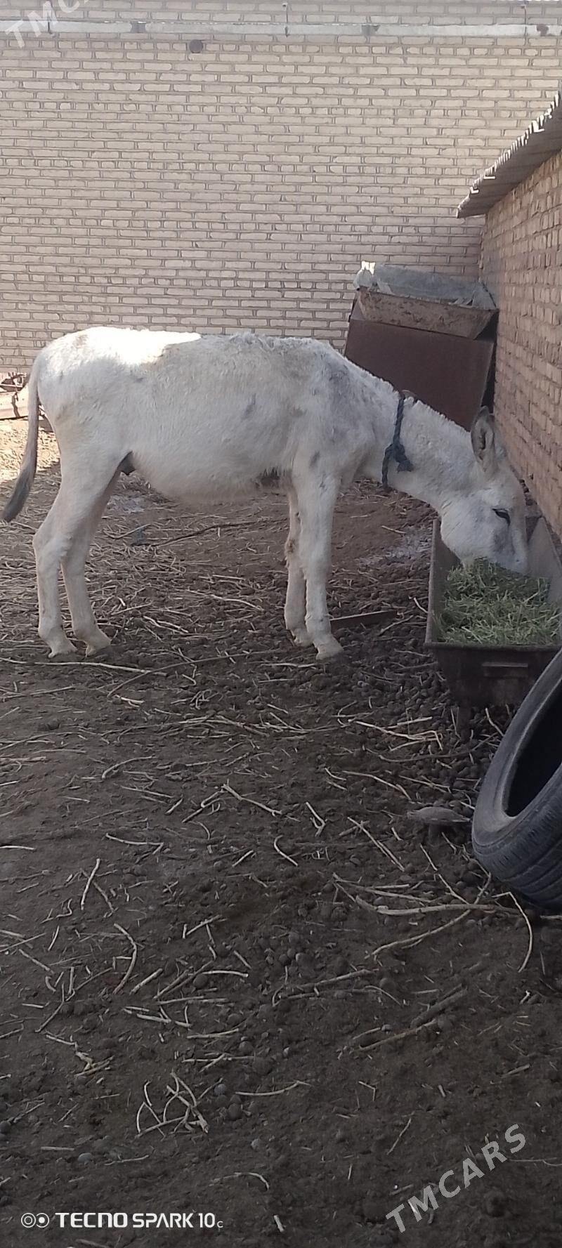 esek - Теджен - img 3