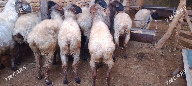 Goyun - Mary - img 2