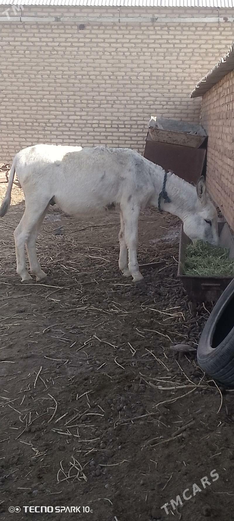 esek - Теджен - img 4