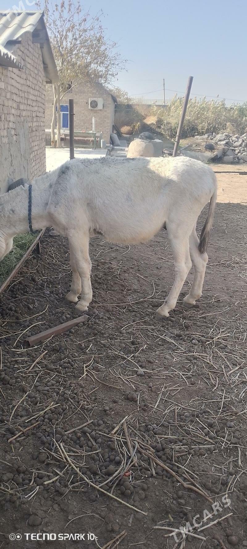 esek - Теджен - img 1