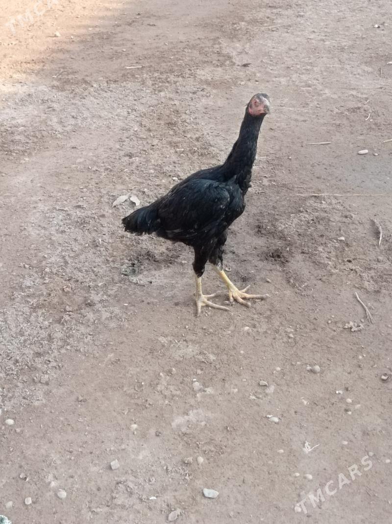 маки жуже - Гарабекевюл - img 4