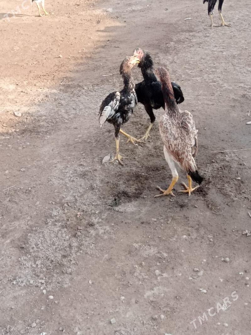 маки жуже - Гарабекевюл - img 2