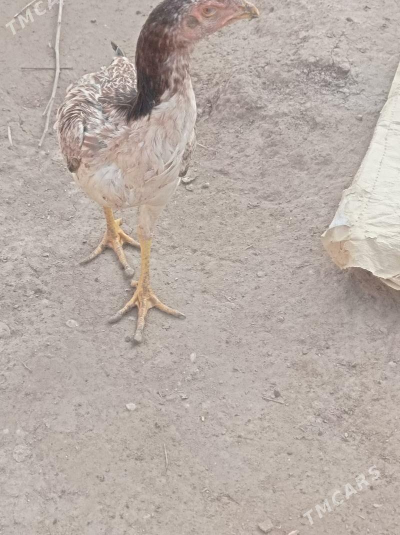 маки жуже - Гарабекевюл - img 5