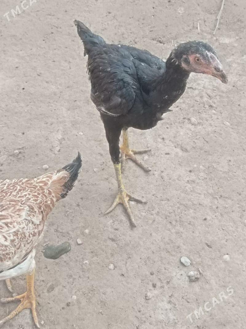 маки жуже - Гарабекевюл - img 7