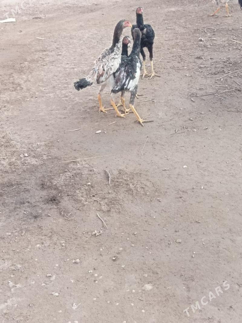 маки жуже - Гарабекевюл - img 3