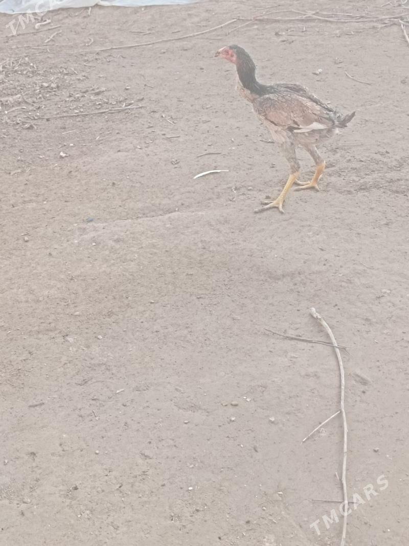 маки жуже - Гарабекевюл - img 6