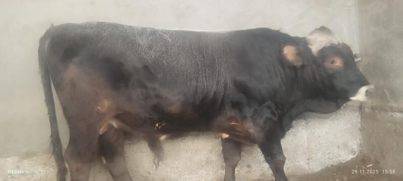 okuz - Ашхабад - img 3