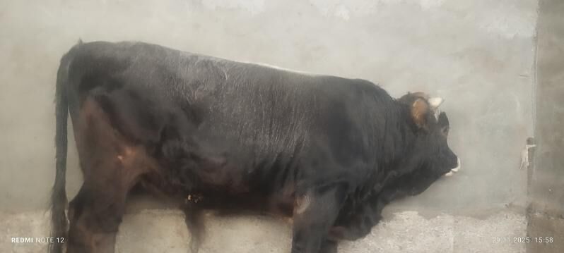 okuz - Ашхабад - img 5