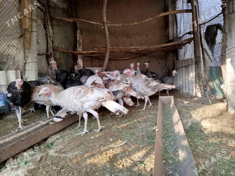 Induk - Gökdepe - img 2