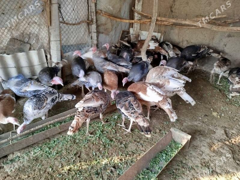 Induk - Gökdepe - img 3