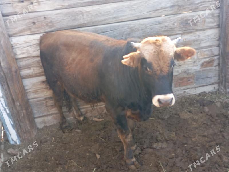 okuz - Bereket - img 2