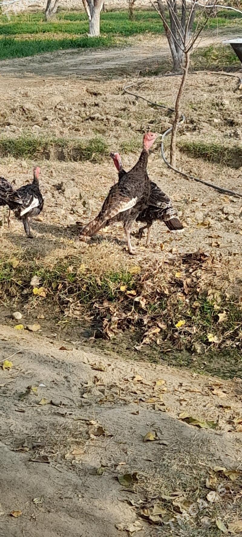 induklar - Бахарден - img 4