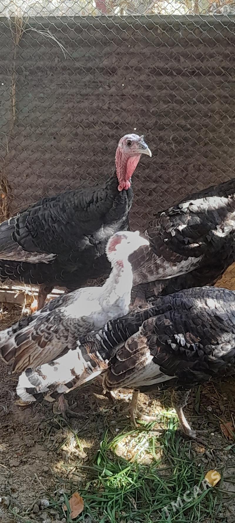 induklar - Бахарден - img 2