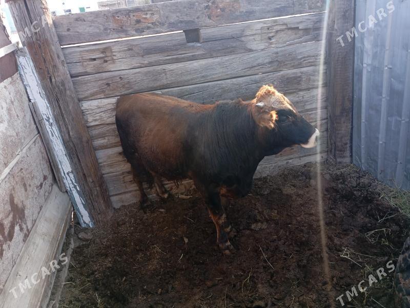 okuz - Bereket - img 4