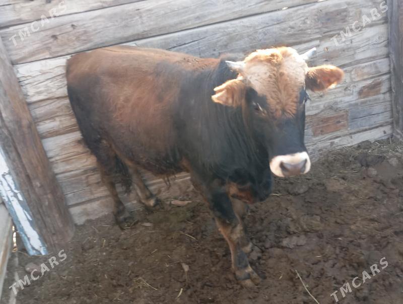 okuz - Bereket - img 3