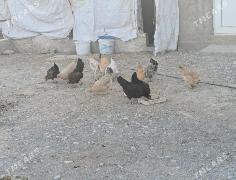 öý towgy - Aşgabat - img 2