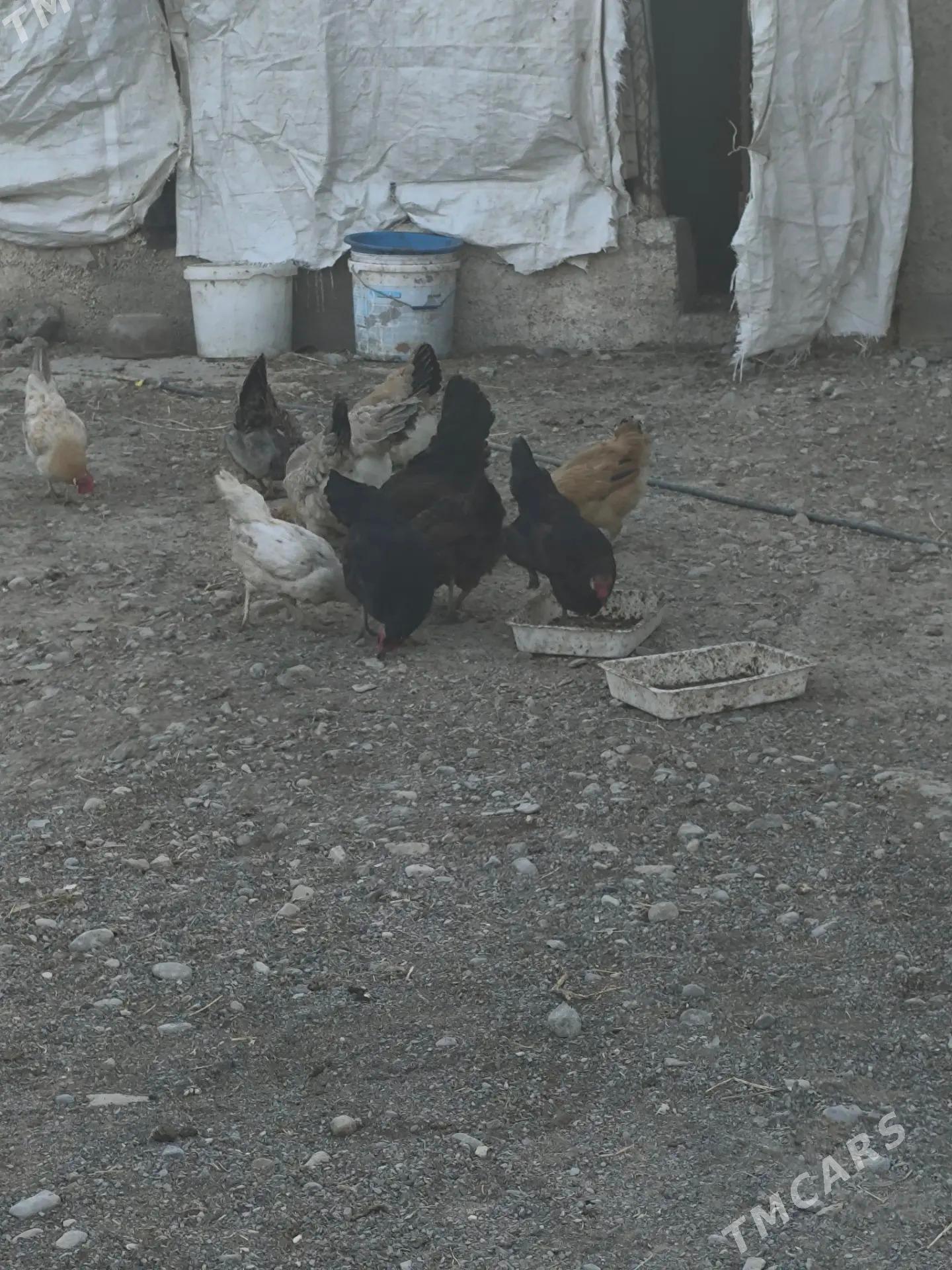 öý towgy - Aşgabat - img 1