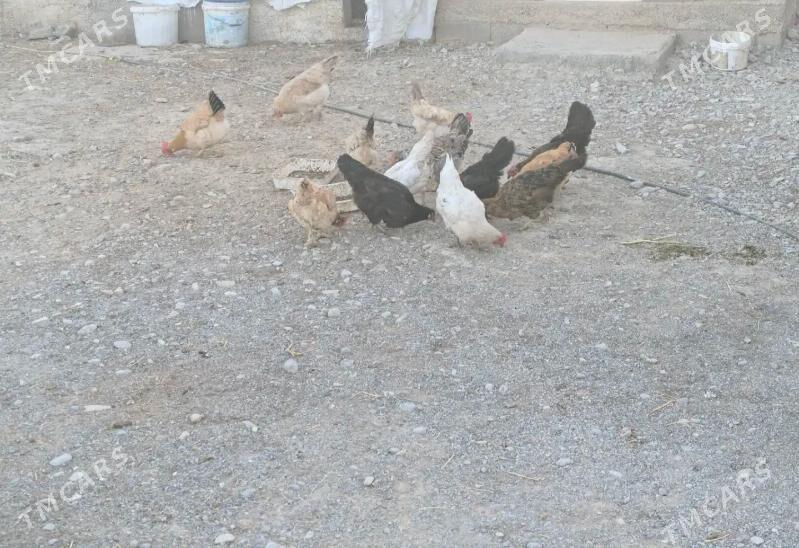 öý towgy - Aşgabat - img 3