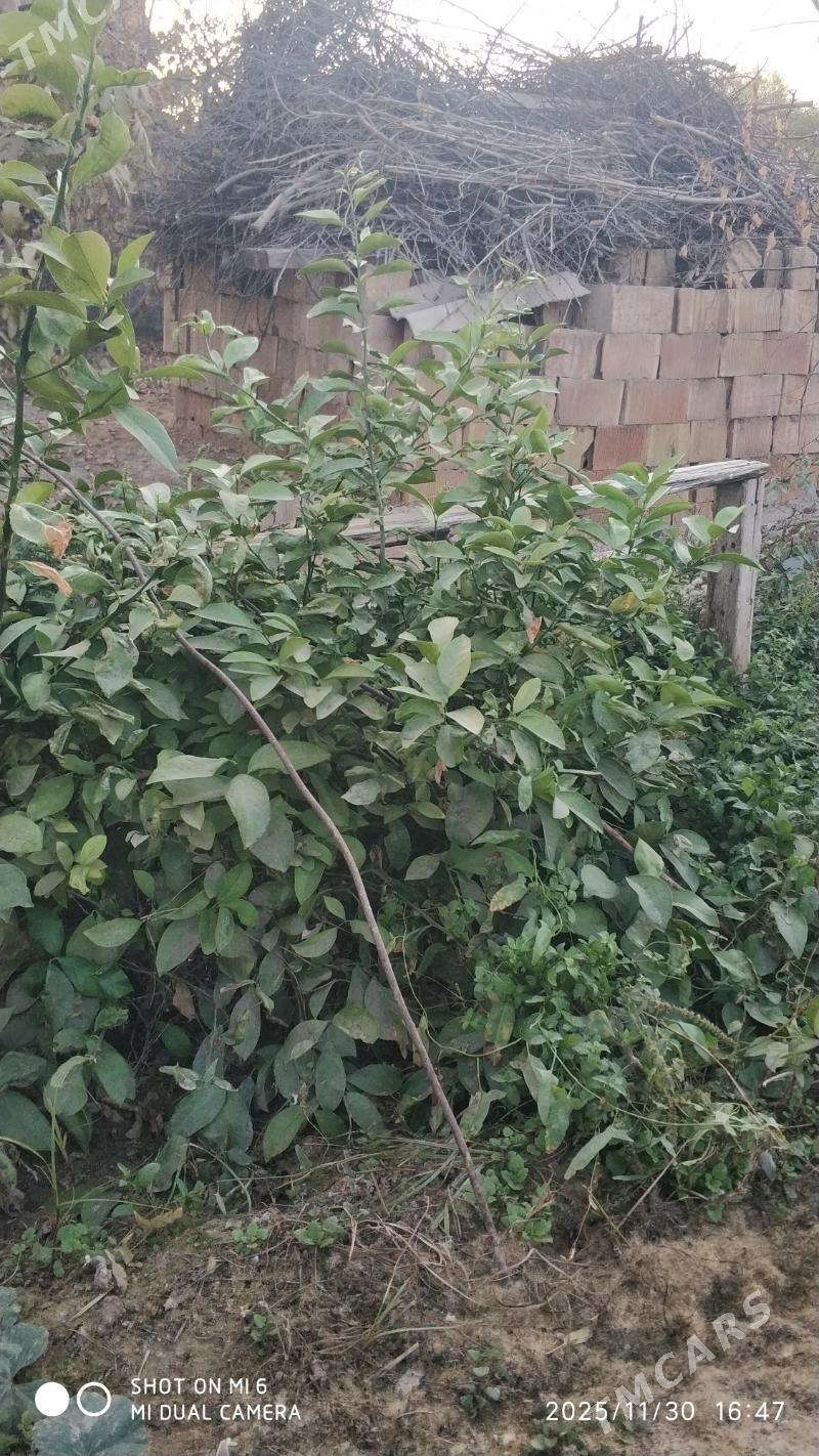 Limon şitil (nahaly) - Ýalkym - img 2