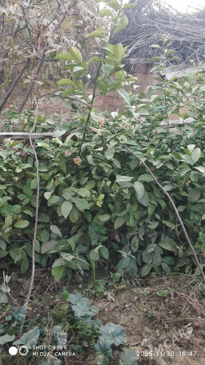 Limon şitil (nahaly) - Ýalkym - img 3