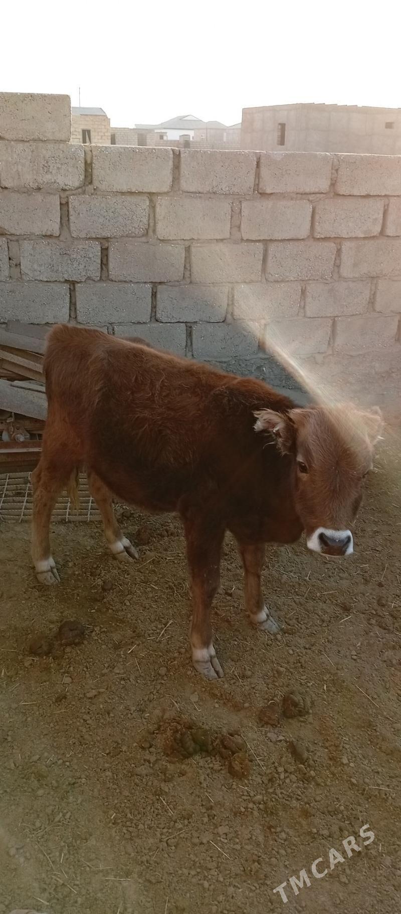 Öküz - Эсенгулы - img 3