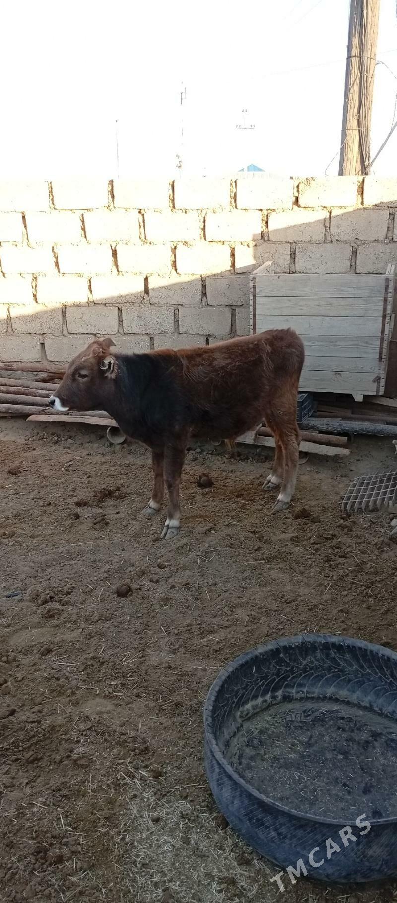 Öküz - Эсенгулы - img 2