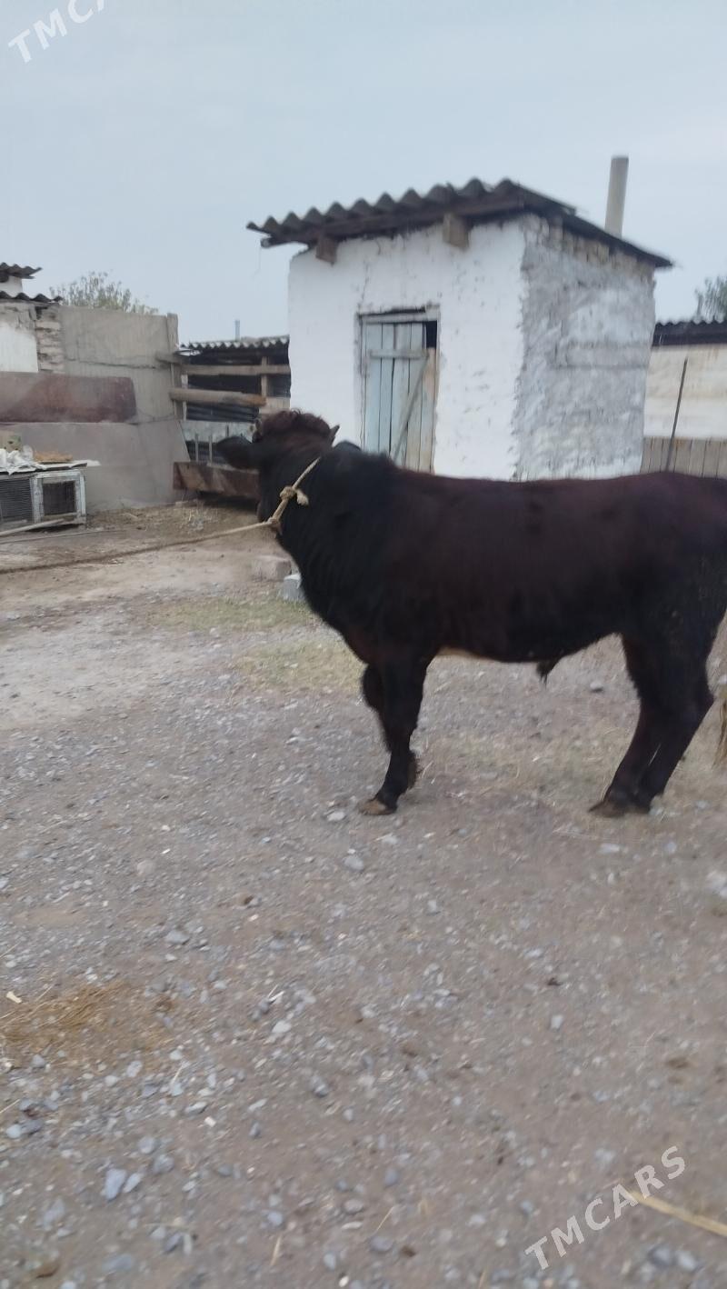 öküz - Gökdepe - img 2