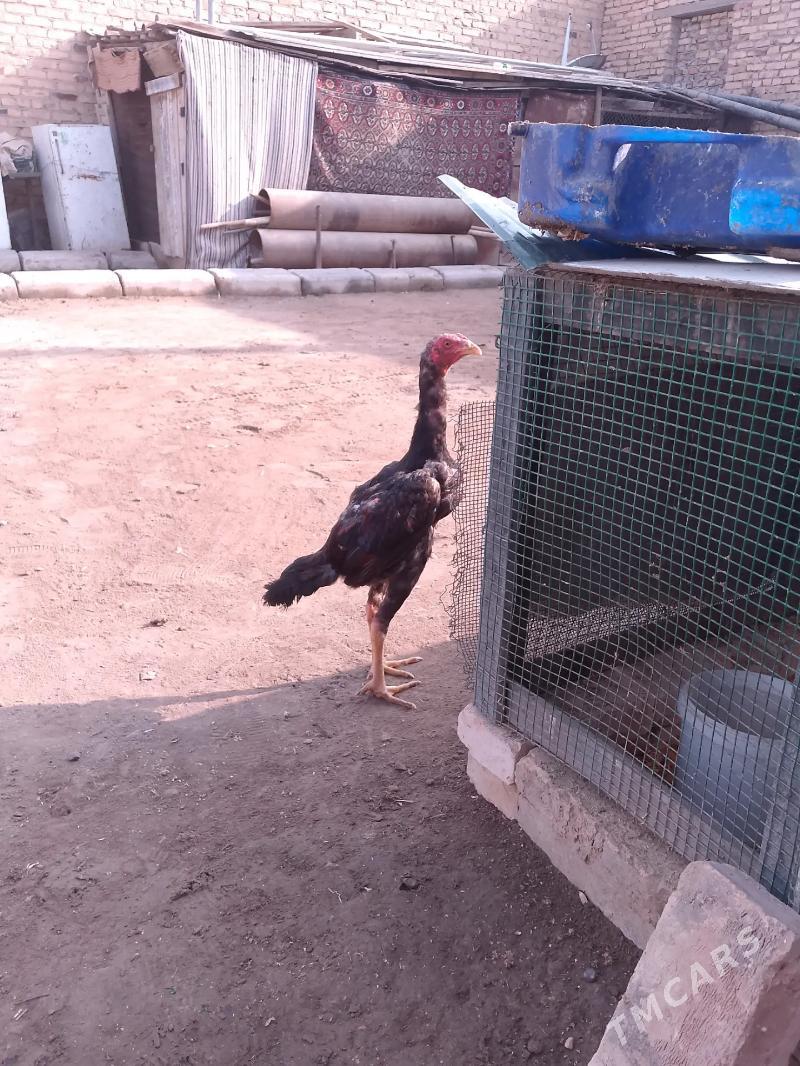 düşman juje - Туркменабат - img 3