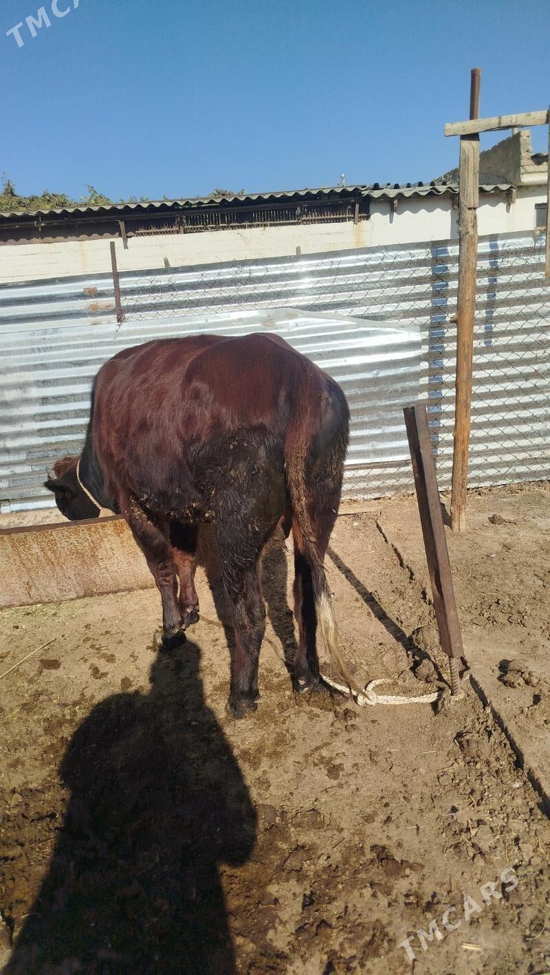 öküz - Gökdepe - img 3