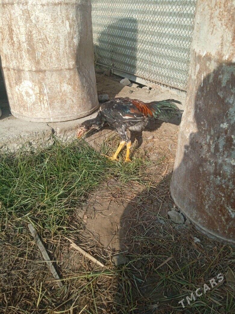 karey juje - Туркменабат - img 3