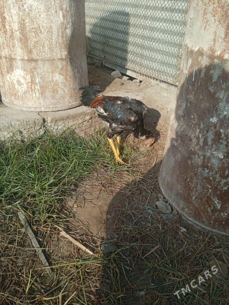 karey juje - Туркменабат - img 2