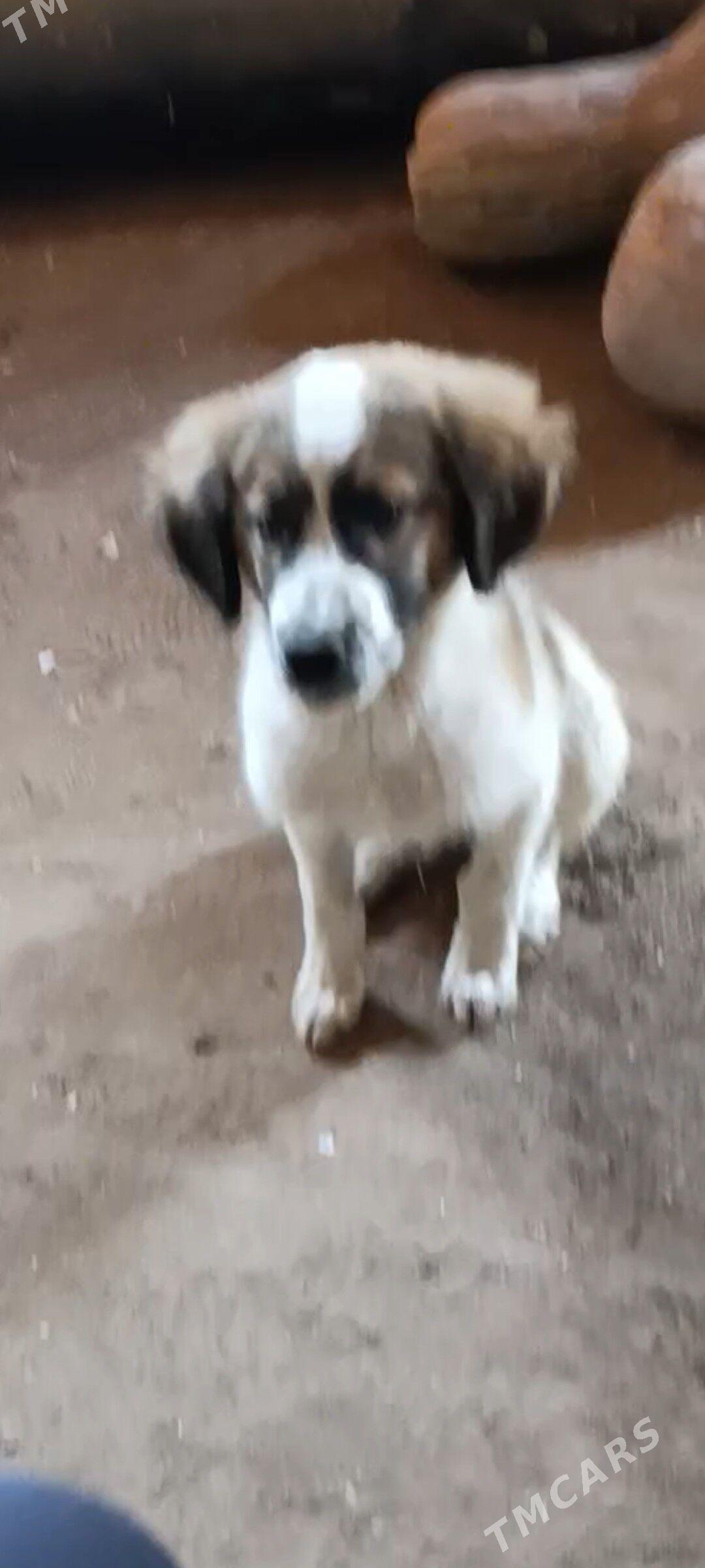 gujuk - Şabat etr. - img 3