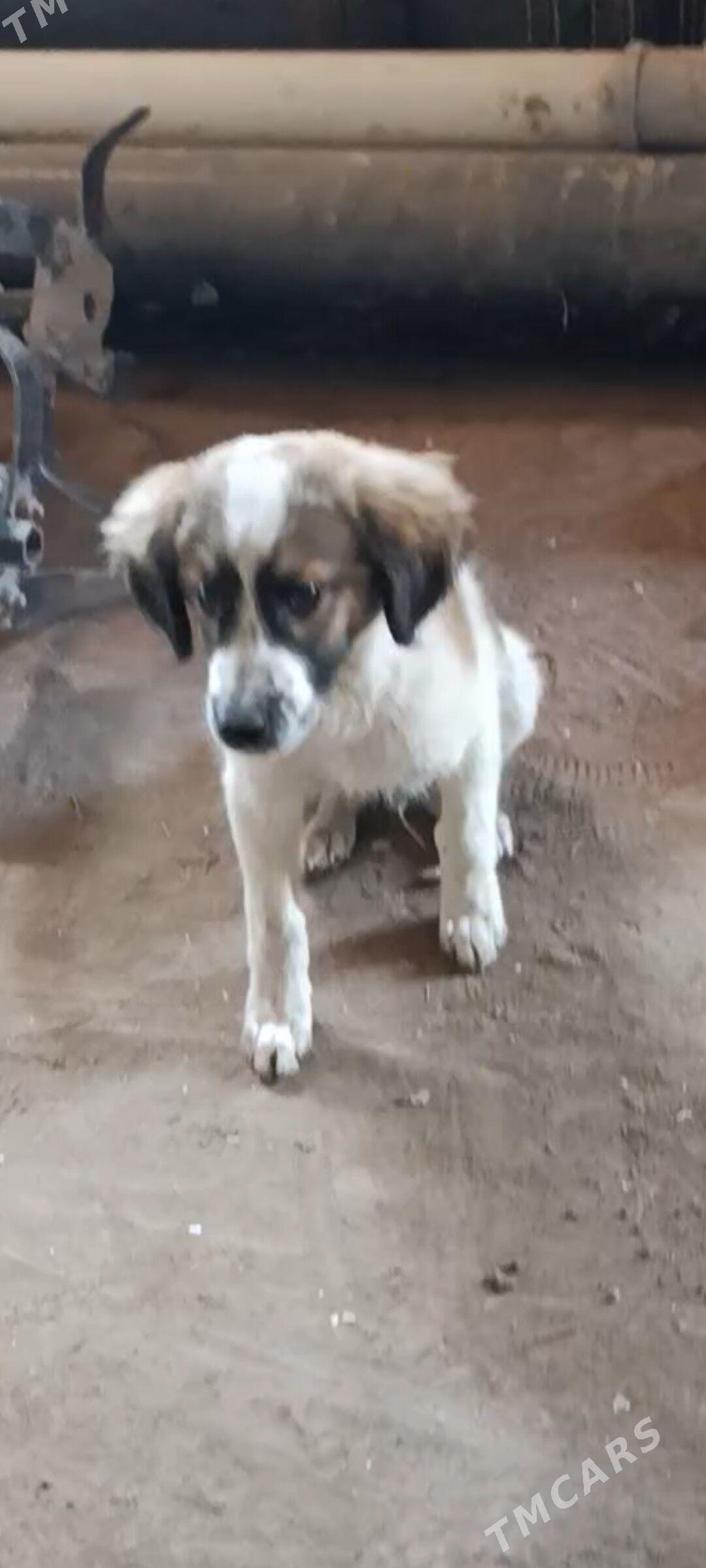 gujuk - Şabat etr. - img 2