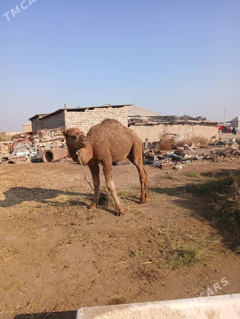 ovṣuk - Tejen - img 3