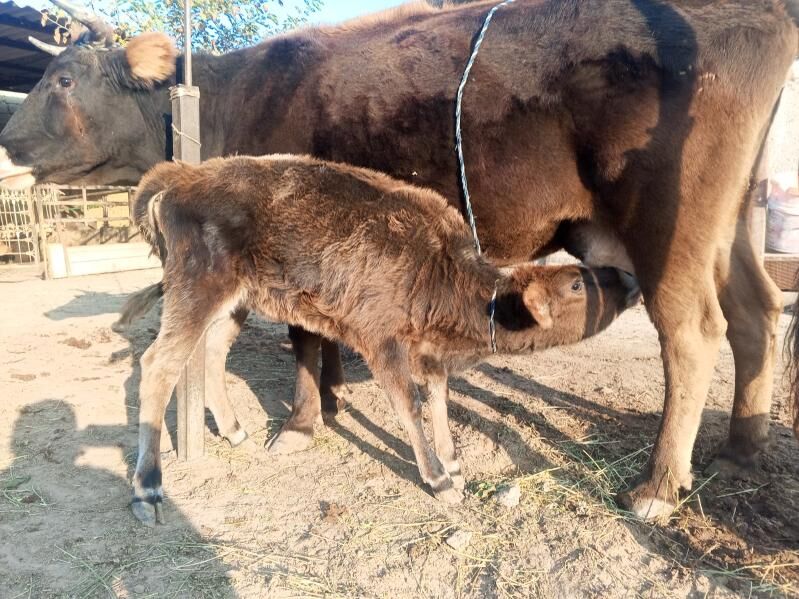 góleli sygyr - Чоганлы - img 2