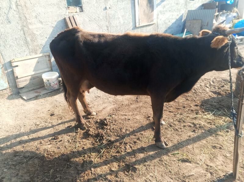 góleli sygyr - Чоганлы - img 3