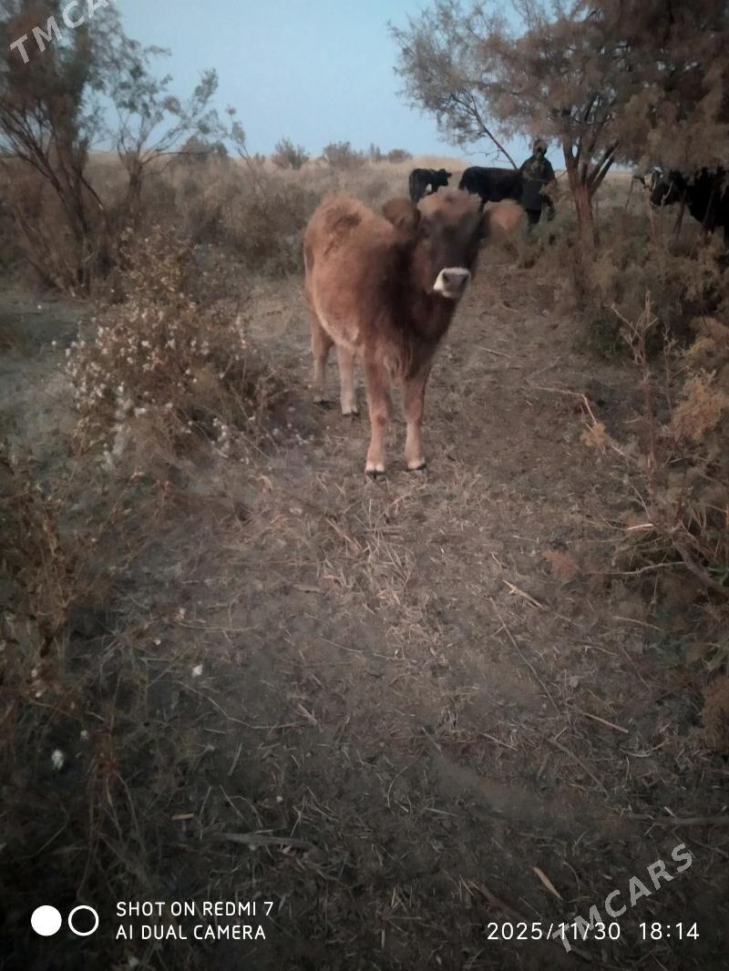 Tuwe - Бахарден - img 2