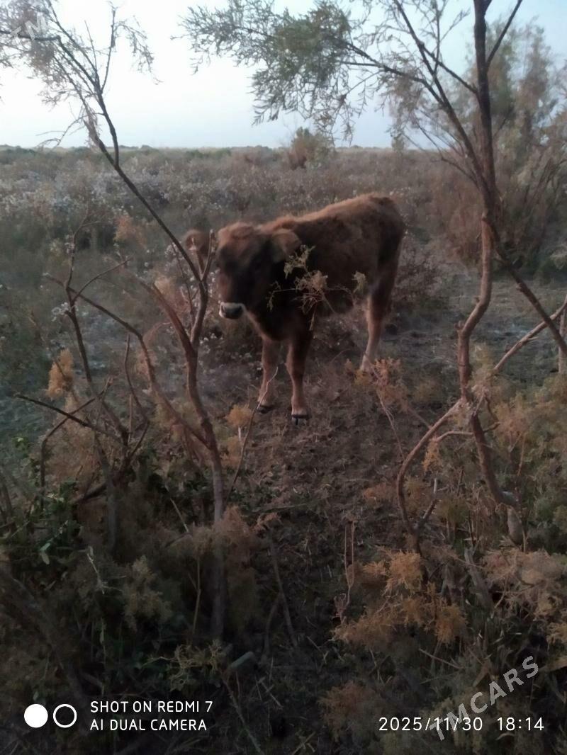 Tuwe - Бахарден - img 4